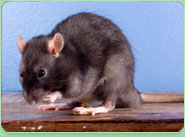 rat control Rossington