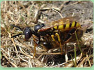 wasp control Rossington