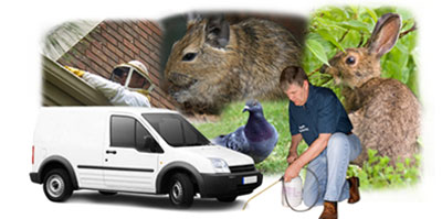 Rossington local van